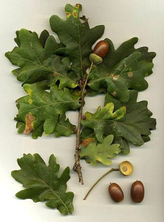 Oak tree foliage and acorns
